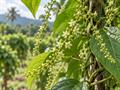 ساچا اینچی (Plukenetia volubilis)؛ معرفی، شرایط نگهداری و خواص دانه روغنی